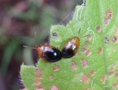 Nisotra bicolorata