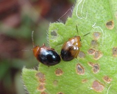 Nisotra bicolorata