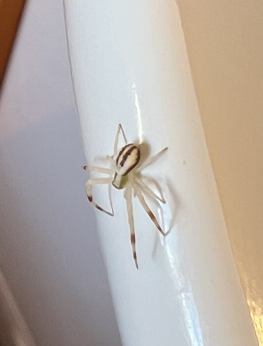 Geltonasis Žiedvoris nuotrauka