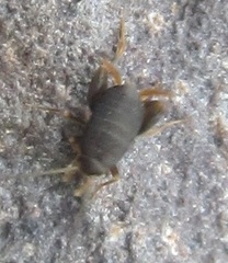 Myrmecophilidae
