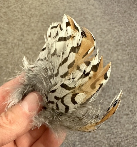 Plume de Colin de Virginie