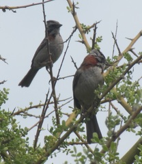 Zonotrichia capensis