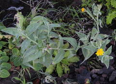Andryala glandulosa subsp. glandulosa image