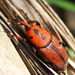 Escaravelho-Vermelho - Photo (c) Michael Lai, alguns direitos reservados (CC BY-NC), uploaded by Michael Lai