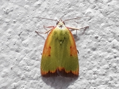 Earias