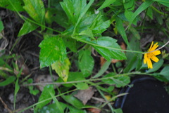 Coreopsis pubescens