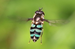 Megasyrphus laxus image