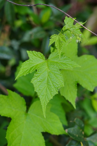 Rubus lambertianus iNat (3)