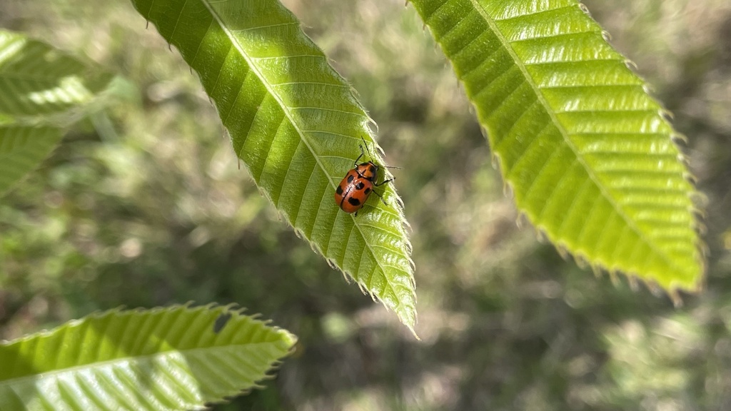Cryptocephalus luridipennis in April 2023 by Gregory Mihaich. Observed