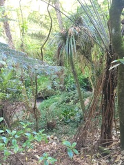 Freycinetia banksii