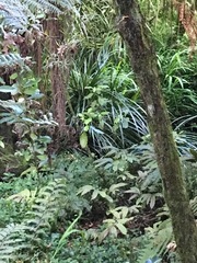 Freycinetia banksii