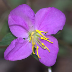 Rhexia aristosa