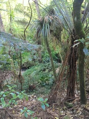 Freycinetia banksii