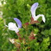 Salvia chamelaeagnea - Photo (c) Gigi Laidler,  זכויות יוצרים חלקיות (CC BY-NC), הועלה על ידי Gigi Laidler