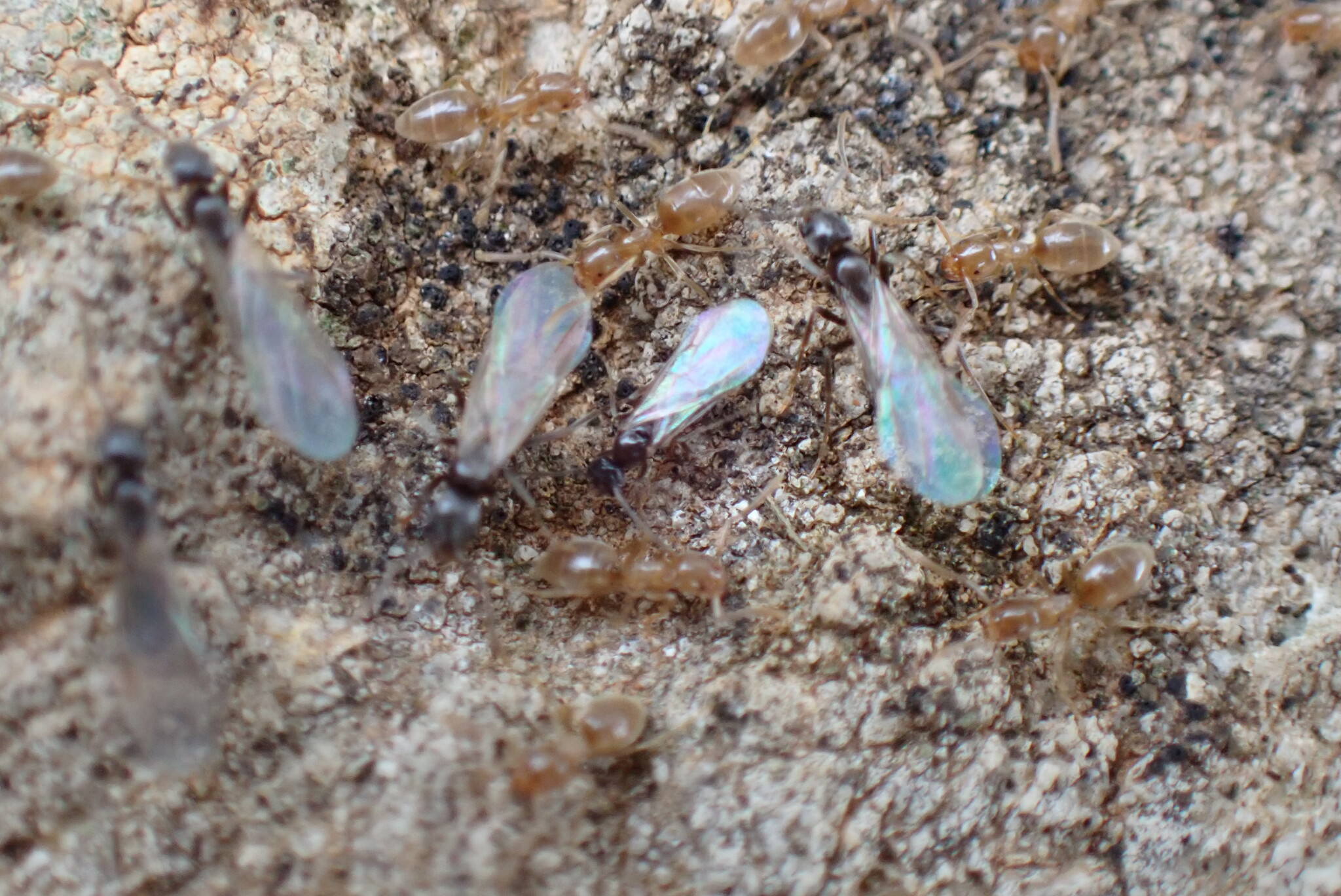 Bothriomyrmex meridionalis