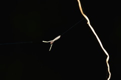 Miagrammopes orientalis