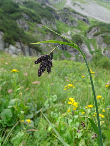 Carex aterrima (Carex aterrima)
