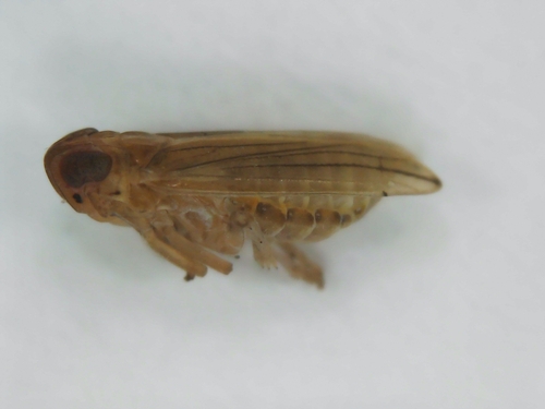 Kelisia confusa