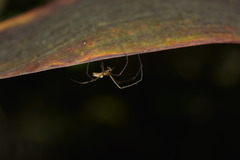 Leucauge blanda