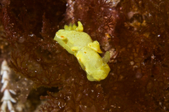 Diversidoris sulphurea