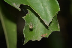 Chrysso lingchuanensis