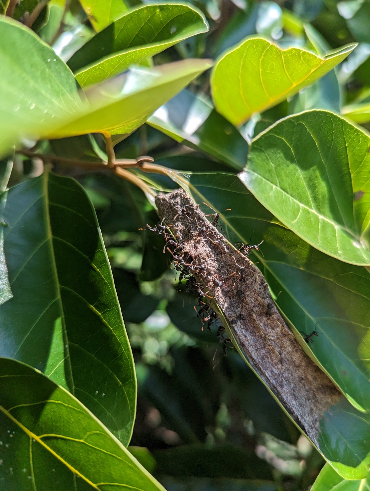 Polyrhachis queenslandica