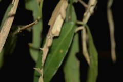 Chrysso lingchuanensis