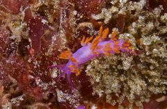 Flabellina