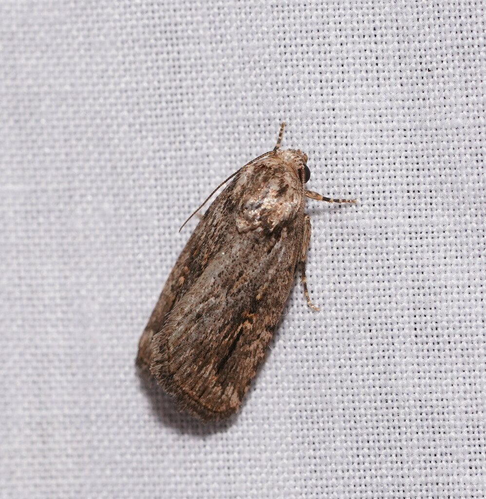 Thoracolopha atmoscopa