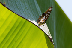 Metamorpha elissa
