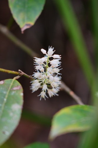 Itea omeiensis