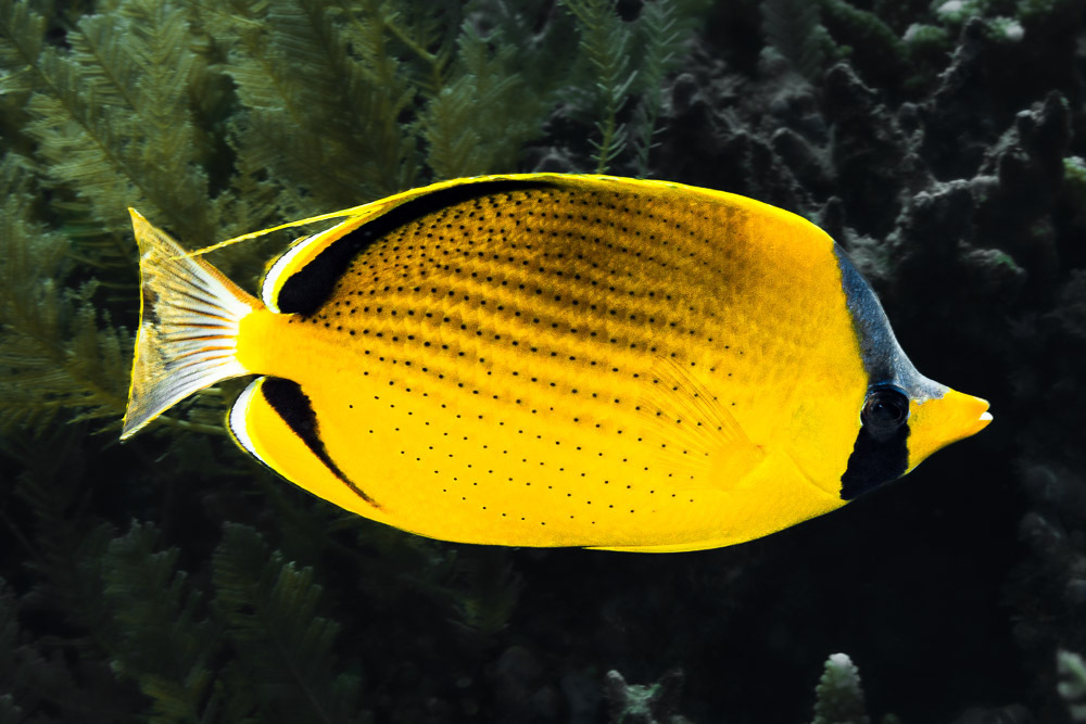 Golden Butterflyfish
