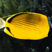 Dotted Butterflyfish - Photo (c) Francois Libert, some rights reserved (CC BY-NC), uploaded by Francois Libert