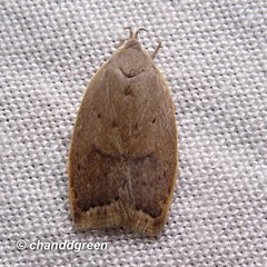 Scythropiodes