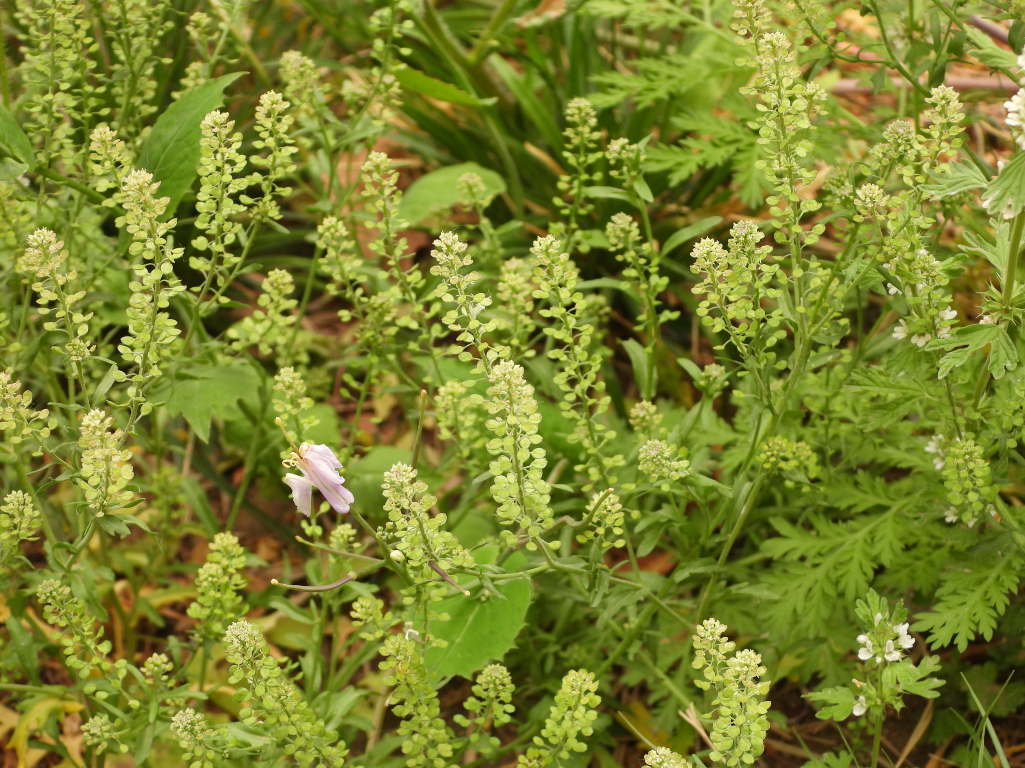 Lepidium apetalum