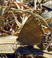 Hemiolaus caeculus caeculus
