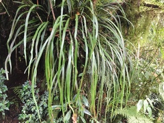 Haplopteris flexuosa