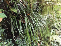 Haplopteris flexuosa