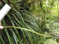 Haplopteris flexuosa