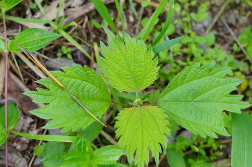 Boehmeria spicata iNat (1)