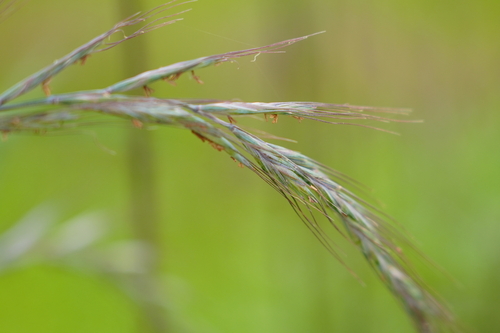 Elymus tsukushiensis iNat (3)