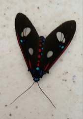 Euclera diversipennis