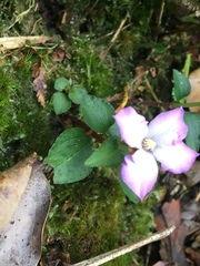 Sarcopyramis napalensis delicata