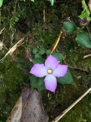 Sarcopyramis napalensis delicata