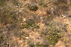 Ruellia pilosa