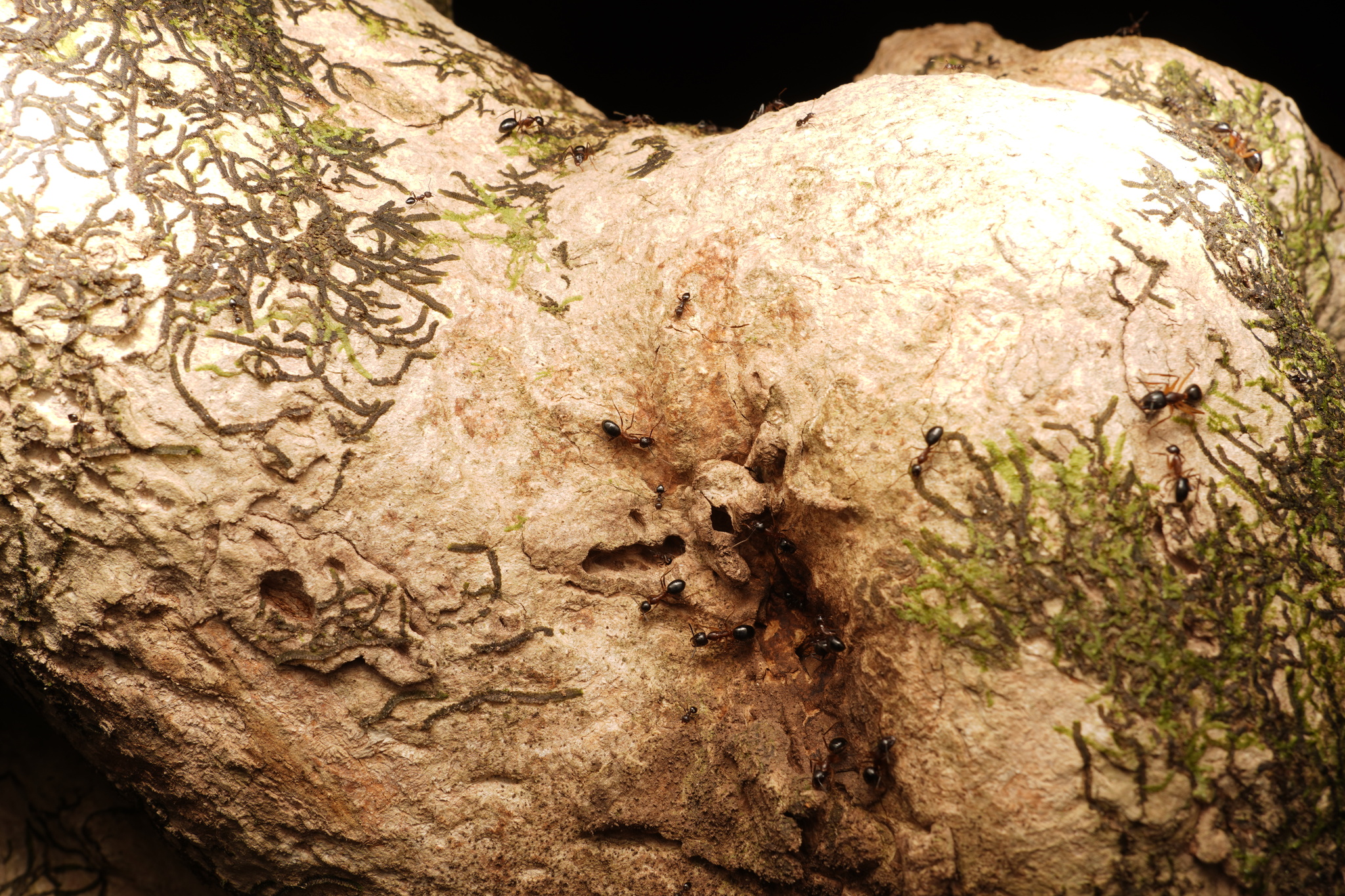 Camponotus rufifemur