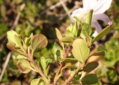 Ruellia pilosa