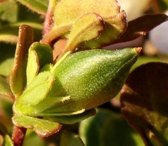 Ruellia pilosa
