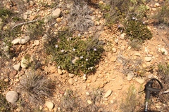 Ruellia pilosa