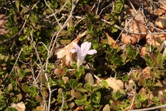 Ruellia pilosa